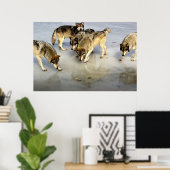 Treffen Sie das Wolf Pack Poster (Heimbüro)