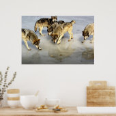 Treffen Sie das Wolf Pack Poster (Küche)
