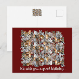 Treffpunkt der Katzen - süßer Geburtstag Postkarte