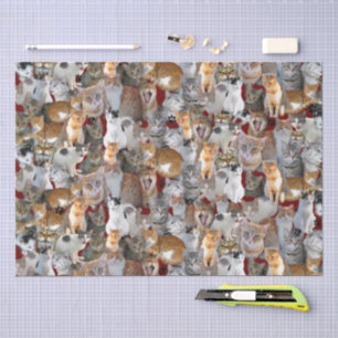 Treffpunkt für Katzen - niedlich Seidenpapier