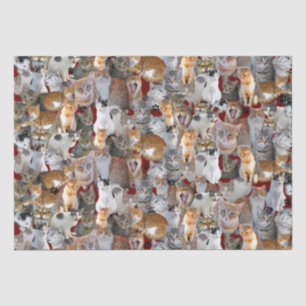 Treffpunkt für Katzen - niedlich Seidenpapier