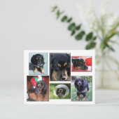 Trei-the-Welpe Postkarte (Stehend Vorderseite)