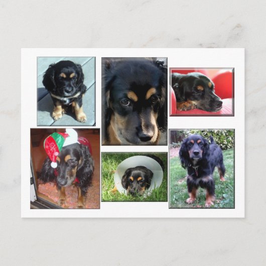 Trei-the-Welpe Postkarte (Vorderseite)