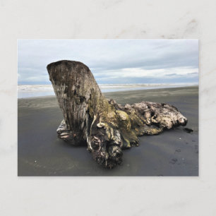 Treibholz am Benson Beach, Cape Disappointment, WA Postkarte