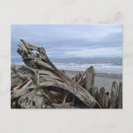 Treibholz am Strand Postkarte