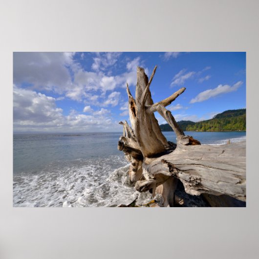 Treibholz an der Küste des französischen Strandes Poster (Vorne)