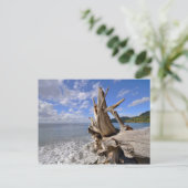 Treibholz an der Küste des französischen Strandes Postkarte (Stehend Vorderseite)