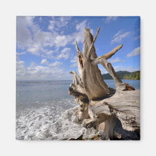 Treibholz auf der Küstenlinie des französischen Magnet