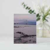 Treibholz im Lake Michigan Postkarte (Stehend Vorderseite)