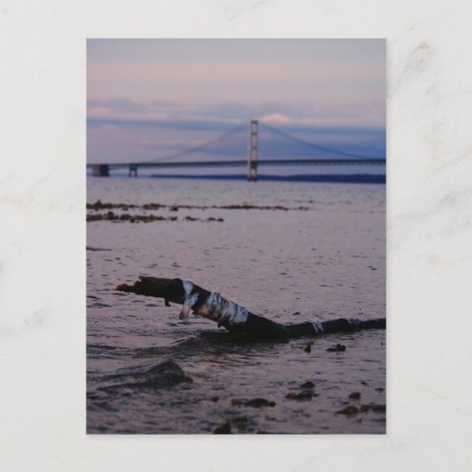 Treibholz im Lake Michigan Postkarte (Vorderseite)