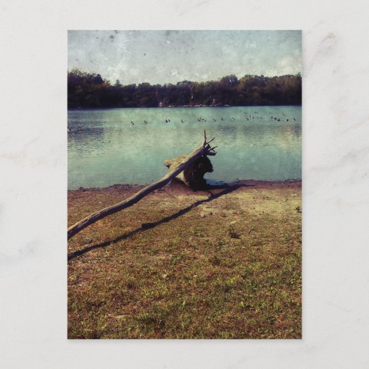 Treibholz Postkarte (Vorderseite)