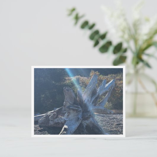 Treibholz Postkarte (Stehend Vorderseite)