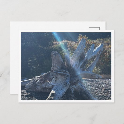 Treibholz Postkarte (Vorne/Hinten)