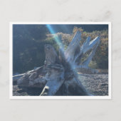 Treibholz Postkarte (Vorderseite)