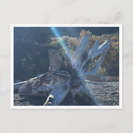 Treibholz Postkarte (Vorderseite)