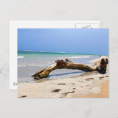 Treibholz Postkarte (Vorne/Hinten)