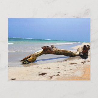Treibholz Postkarte