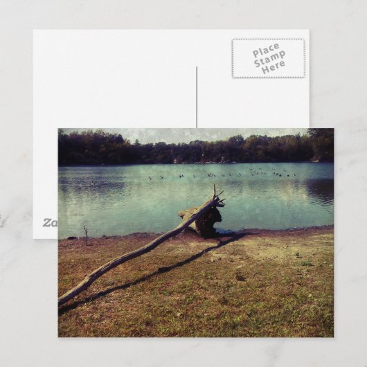 Treibholz Postkarte (Vorne/Hinten)