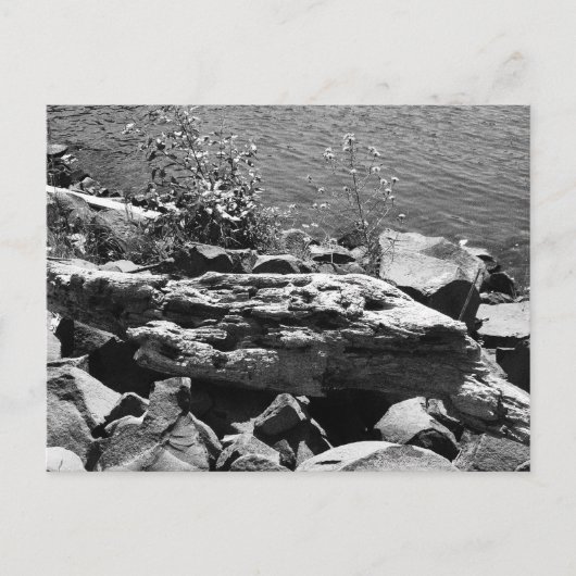 Treibholz Postkarte (Vorderseite)