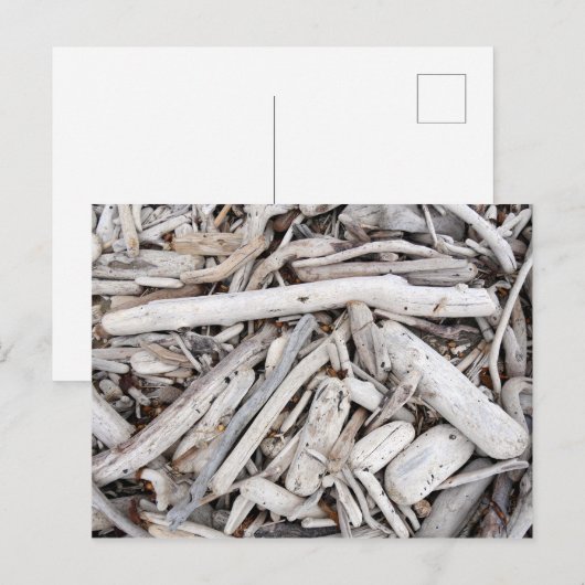 Treibholz Postkarte (Vorne/Hinten)