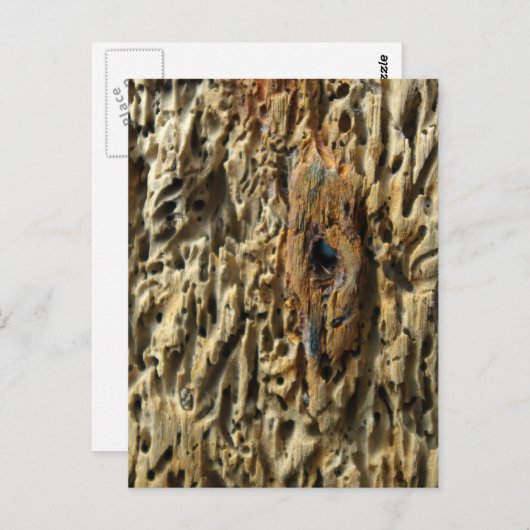 Treibholz Postkarte (Vorne/Hinten)