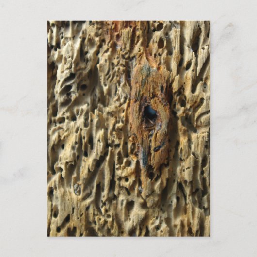 Treibholz Postkarte (Vorderseite)