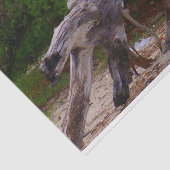 Treibholz Seidenpapier (Ausschnitt)