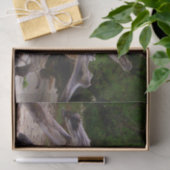 Treibholz Seidenpapier (Geschenk)