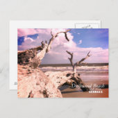 Treibholz-Strand, Jekyll Insel, Georgia Postkarte (Vorne/Hinten)