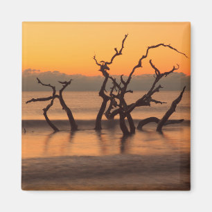 Treibholzstrand bei Sonnenaufgang Jekyll Island Ge Magnet