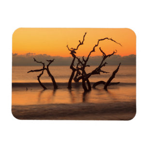 Treibholzstrand bei Sonnenaufgang Jekyll Island Ge Magnet