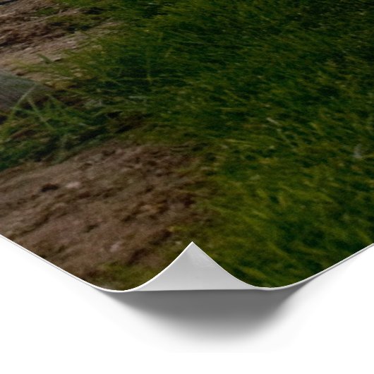 Trellis bei Sunrise Poster (Ecke)