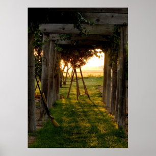 Trellis bei Sunrise Poster