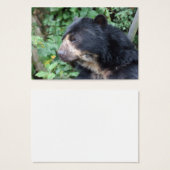 Tremarctos ornatus (Vorne & Hinten)