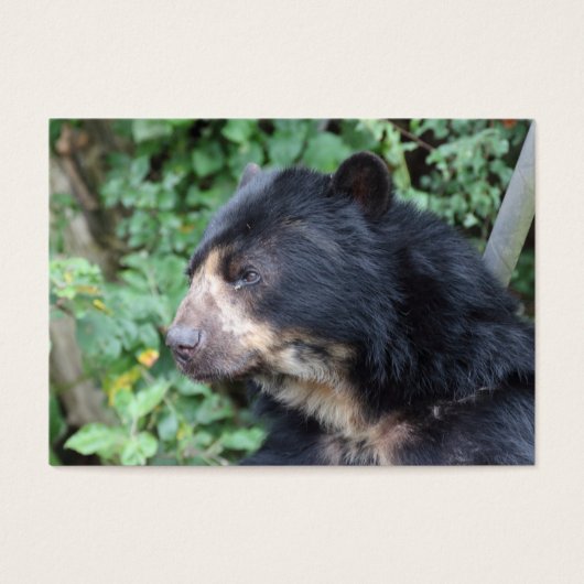 Tremarctos ornatus (Vorderseite)