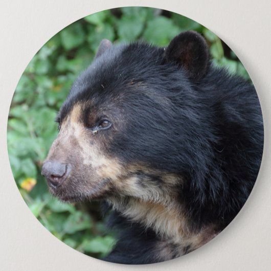 Tremarctos ornatus button (Vorderseite)