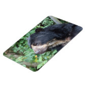 Tremarctos ornatus magnet (Linke Seite)