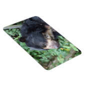 Tremarctos ornatus magnet (Rechte Seite)