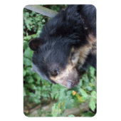 Tremarctos ornatus magnet (Vertikal)