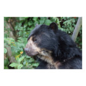 Tremarctos ornatus poster (Vorderseite)