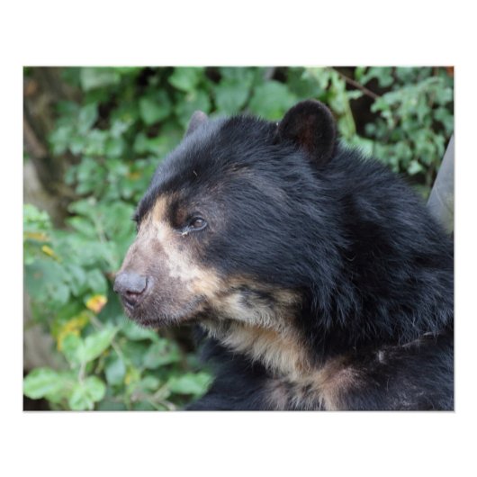 Tremarctos ornatus poster (Vorderseite)