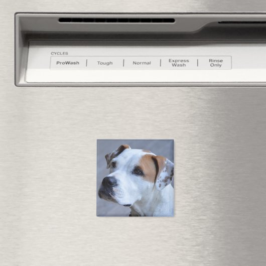 Trendy Personalisiert Pet Foto Magnet (In Situ (Geschirrspüler))