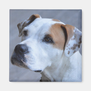 Trendy personalisierter Haustier-Foto-Magnet Magnet