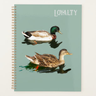 Treue der Enten Planer
