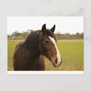 treuer alter Freund Postkarte