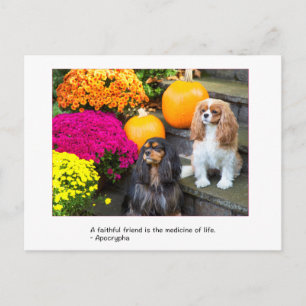 Treuer Freund Cavalier King Charles Postkarte
