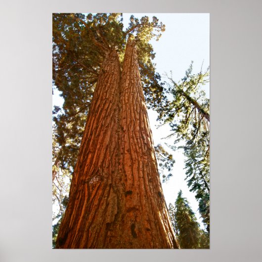 Treues Paar Sequoia-Bäume, Yosemite Poster (Vorne)
