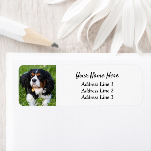 Tri Cavalier King Charles Rücksendeadresse (Insitu)