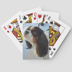 Tri-Cavalier Spaniel Spielkarten