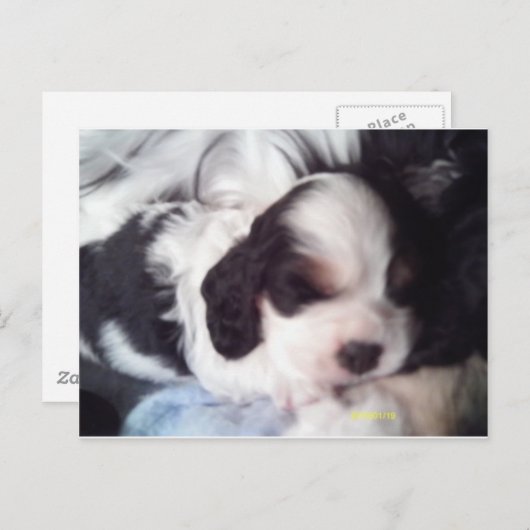 Tri-Cocker spaniel Welpe Postkarte (Vorne/Hinten)